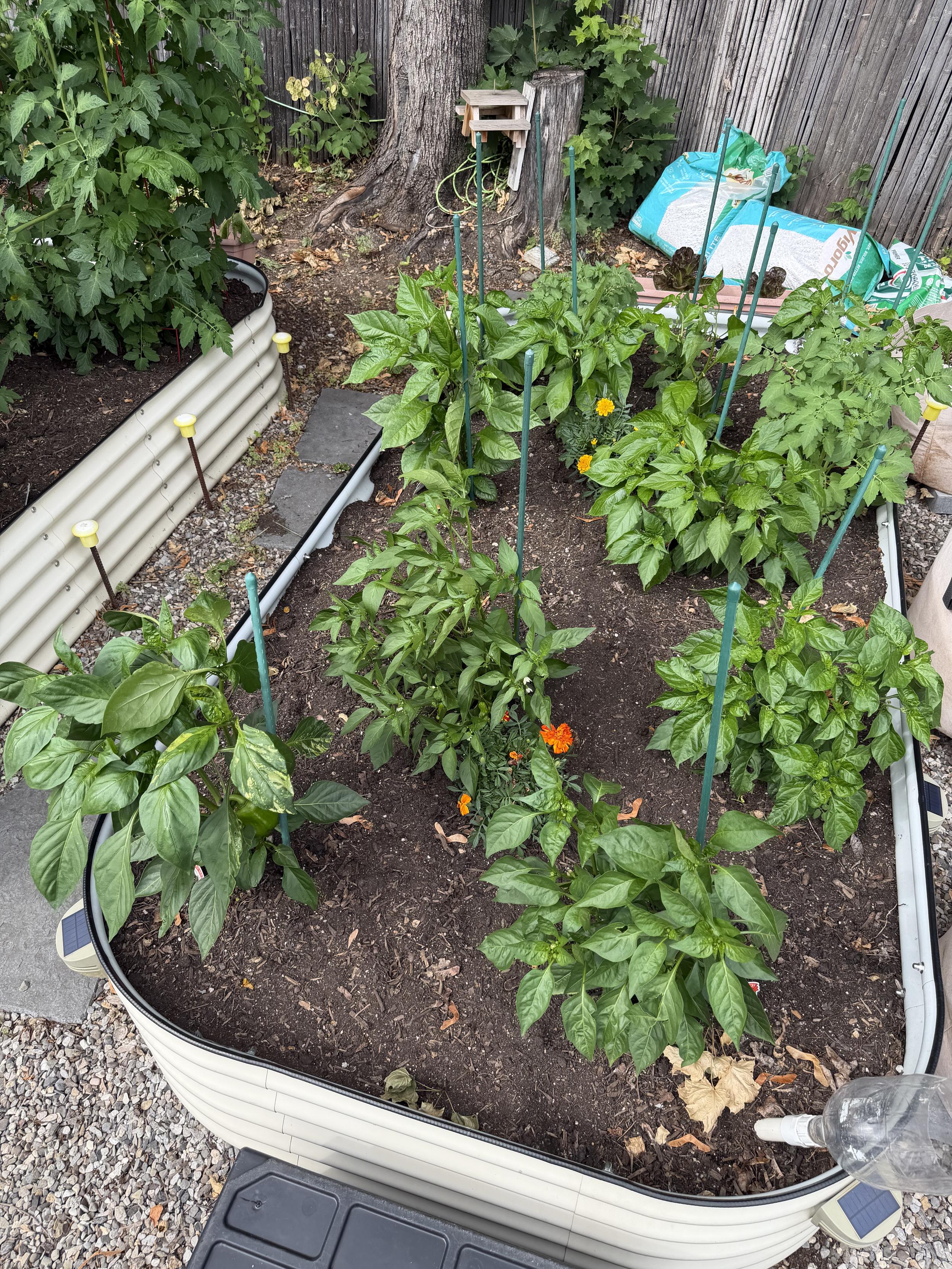 Peppers a plenty