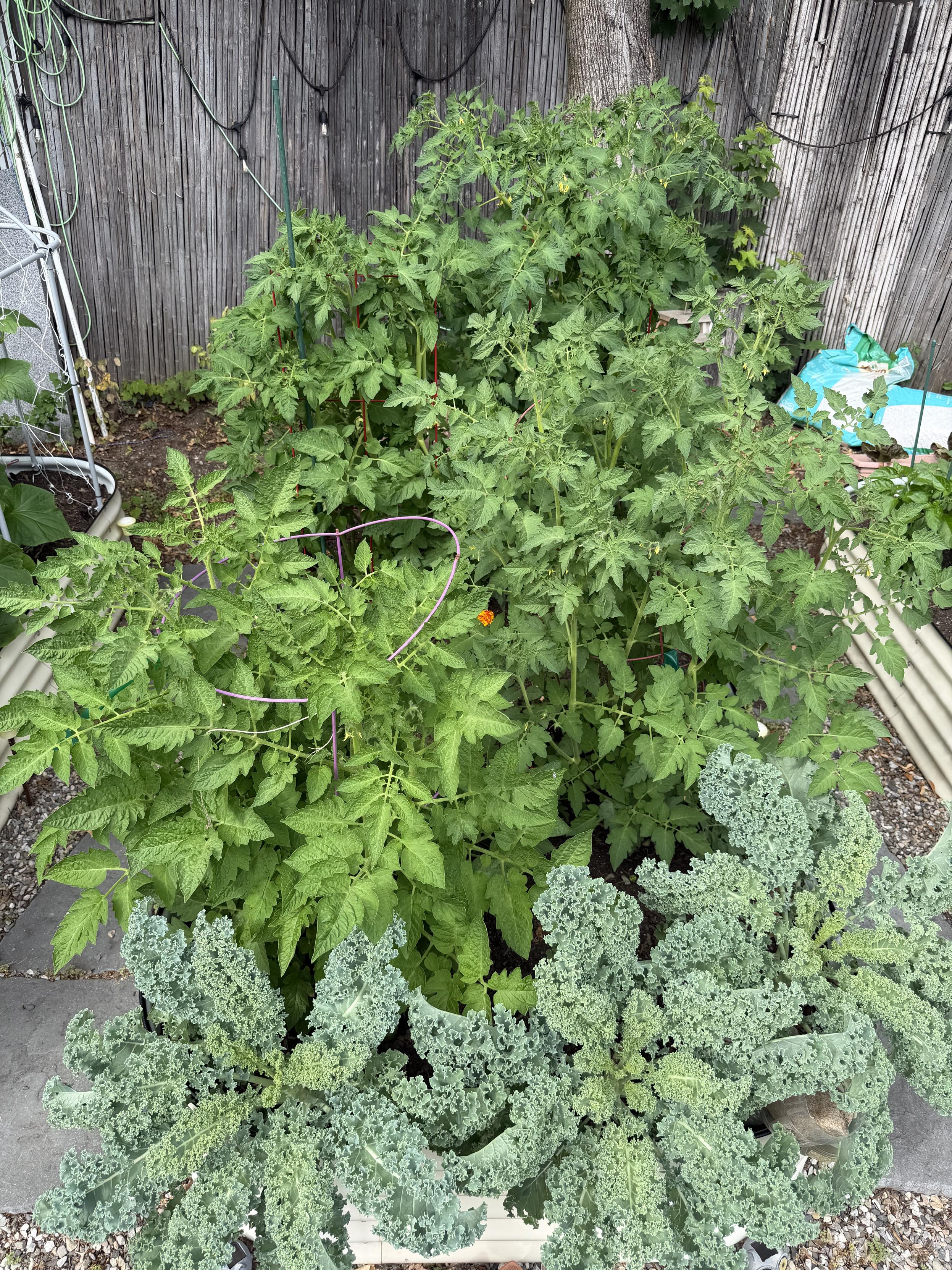 Tomato and kale