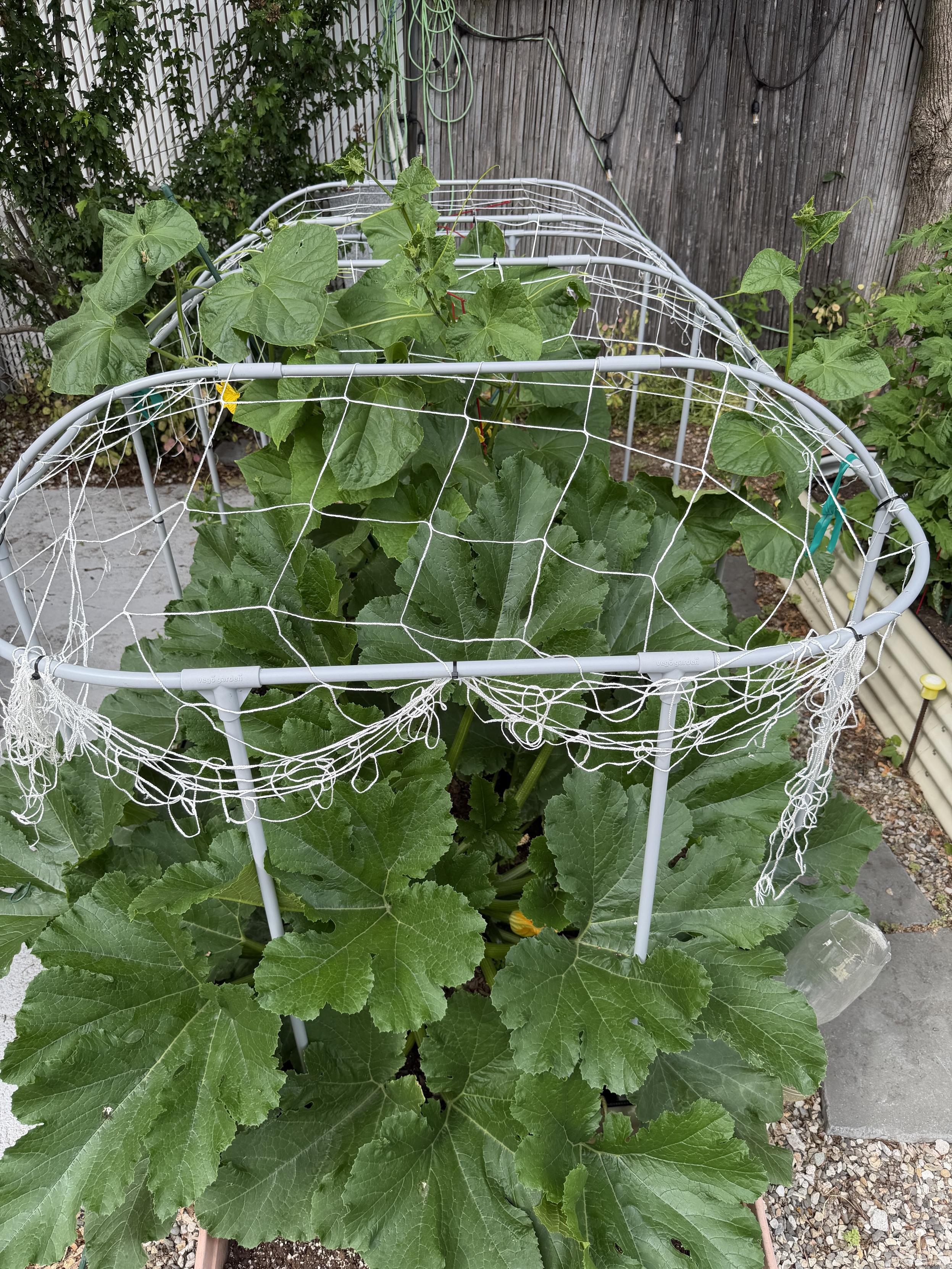 Zucchini and cucumber