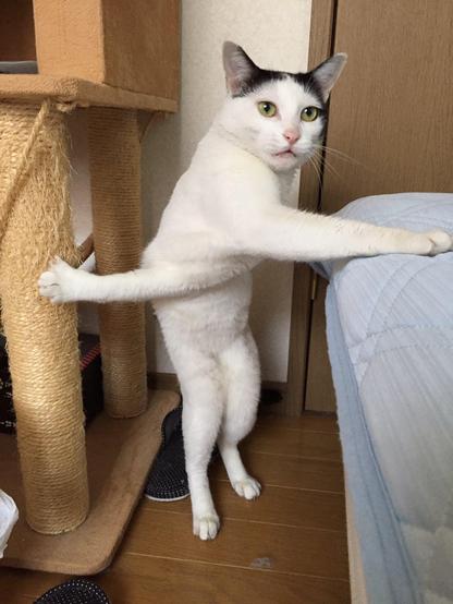 Photo of a white with black markings on the top of its head with claws stuck, crisscross, between a bed and a scratching post / cat tree. Poor kitty is in quite the predicament and hopes the human will hurry up with the camera and help out.