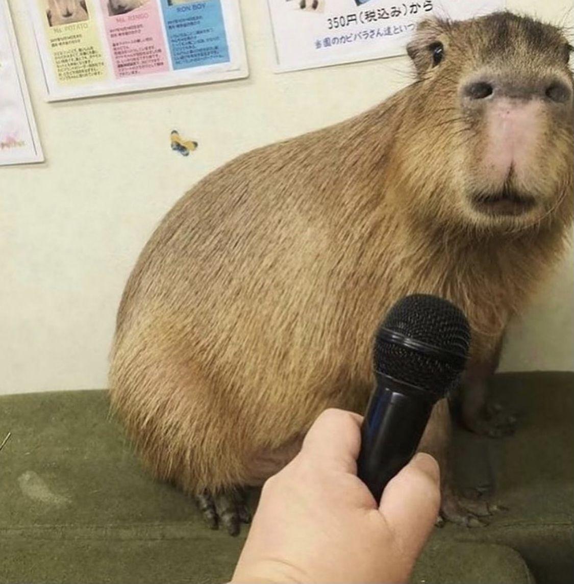 smol microphone held up to capybara with a confused face.

fyi capy does not give a shit

Oldest version of this image I can find is via i/capybara_land_puipui