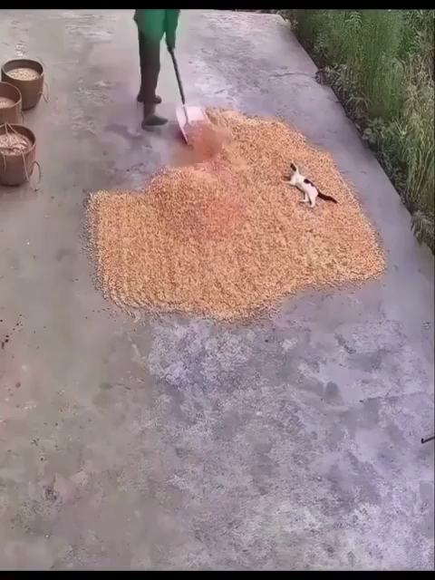 Speed up video of a farmer scooping up some grains that were drying on some pavement while a black & white kitten lays in it. The farmer starts to scoop everything up in a pile, but the kitty doesn't get up. The comfy cat gets shoveled up and added to the pile two times but never gets up. Such a good assistant!