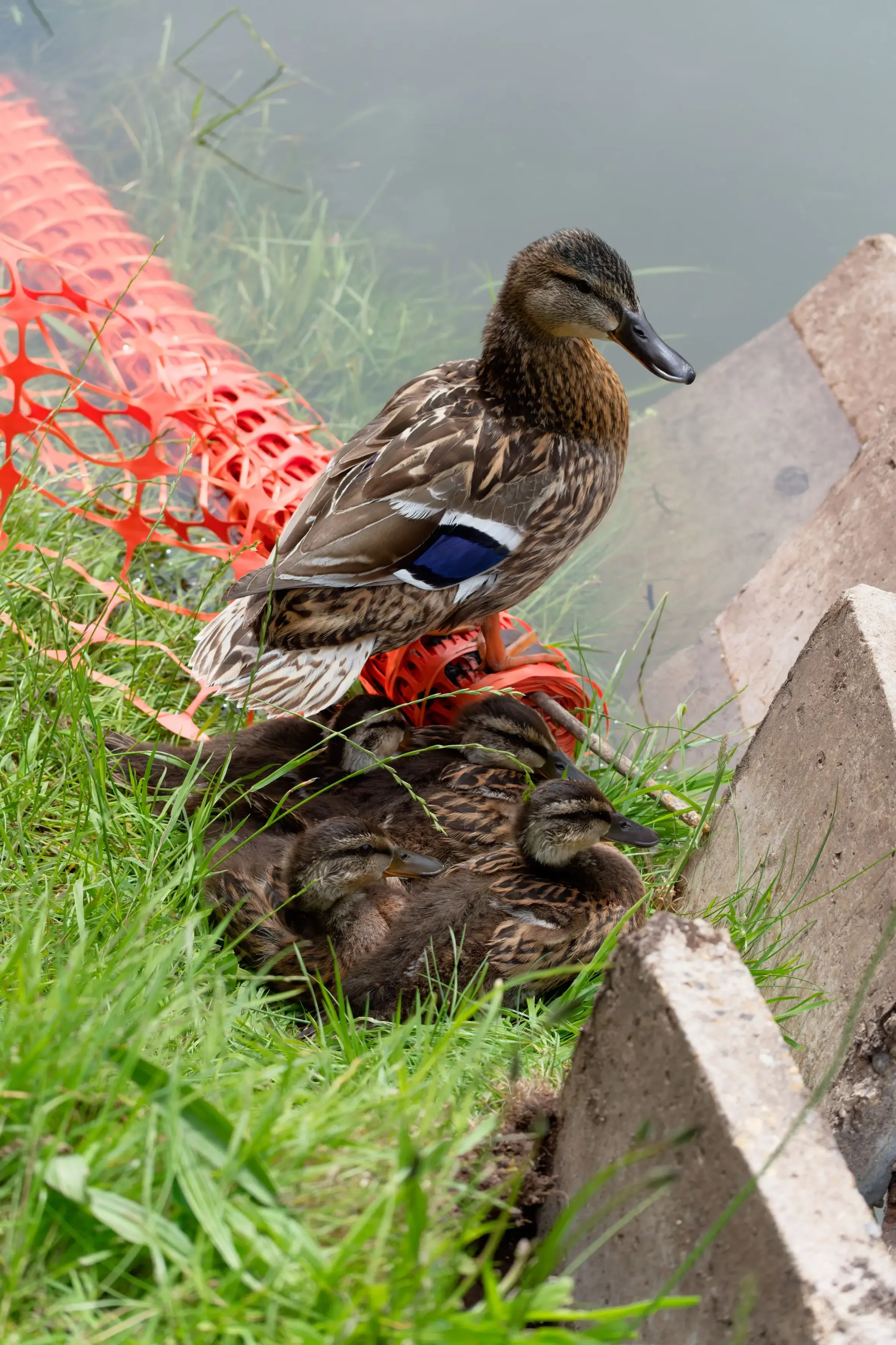 A female mallard duck stands watchfully near the edge of a body of water, positioned near a bright orange, rolled-up plastic construction fence. Immediately below her, a small group of fluffy brown and yellow ducklings is huddled together, resting in the vibrant green grass next to some slanted concrete slabs.