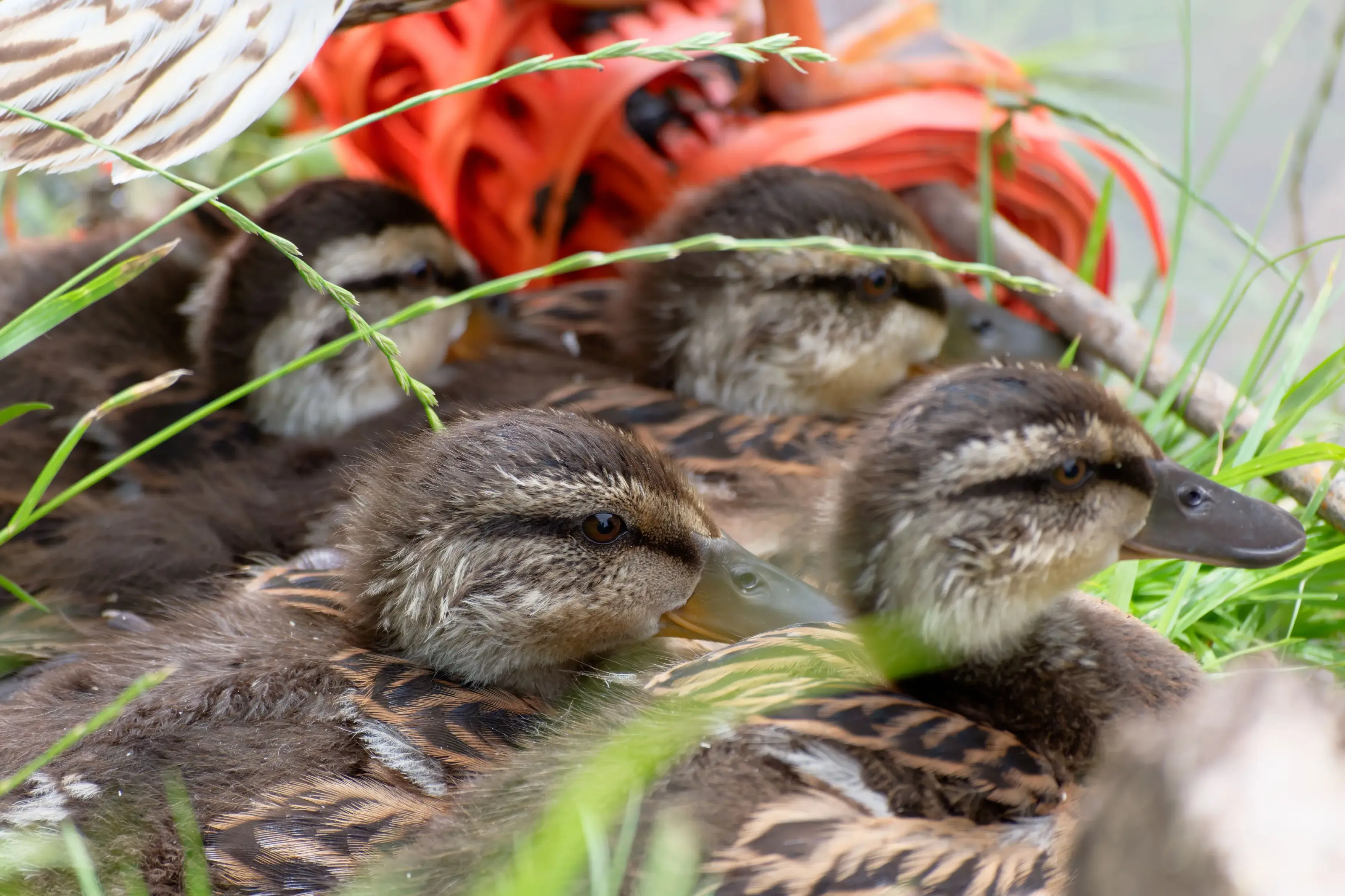 A close-up shot of four mallard ducklings huddled closely together in bright green grass. The ducklings have soft brown down feathers with yellow accents and distinct dark stripes running across their eyes. Several blades of grass cross the foreground, while part of an orange construction fence and the mother duck's feathers are blurred in the background.