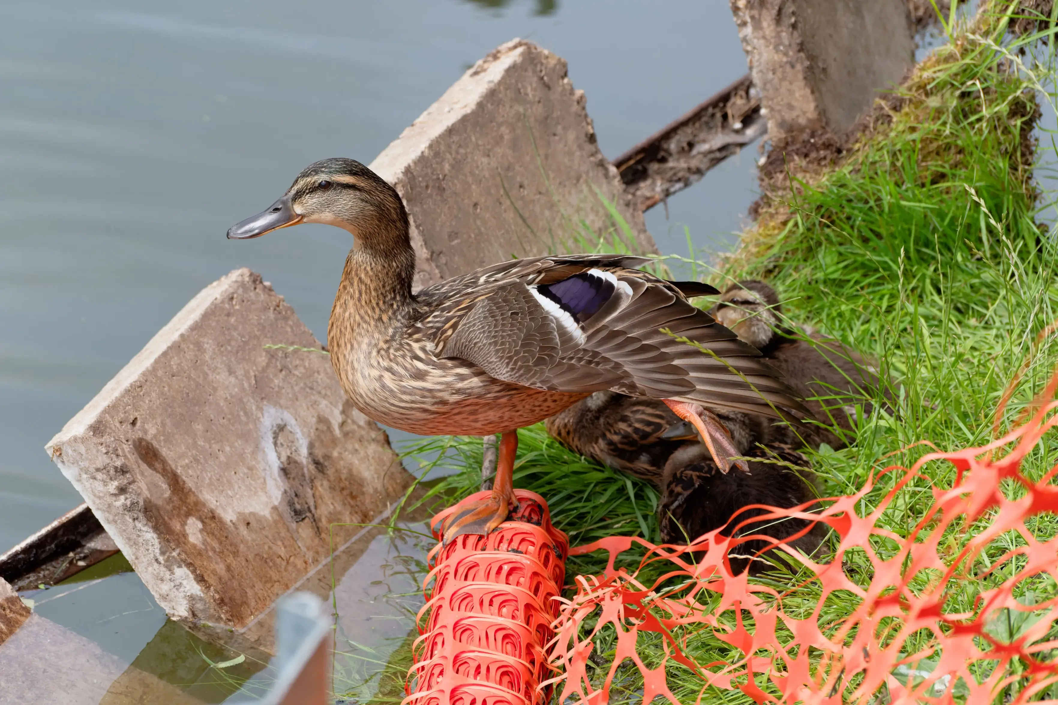 A female mallard duck stands beside the water on a roll of orange plastic fencing, balancing as she stretches her right wing and right leg backward. Tucked away in the green grass behind her, several ducklings are nestled together resting. The bank of the water features large, slanted concrete slabs.