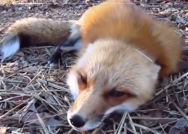 Red fox laying down on some straw, looking up at the camera, and then going "aaaaah" to the viewer