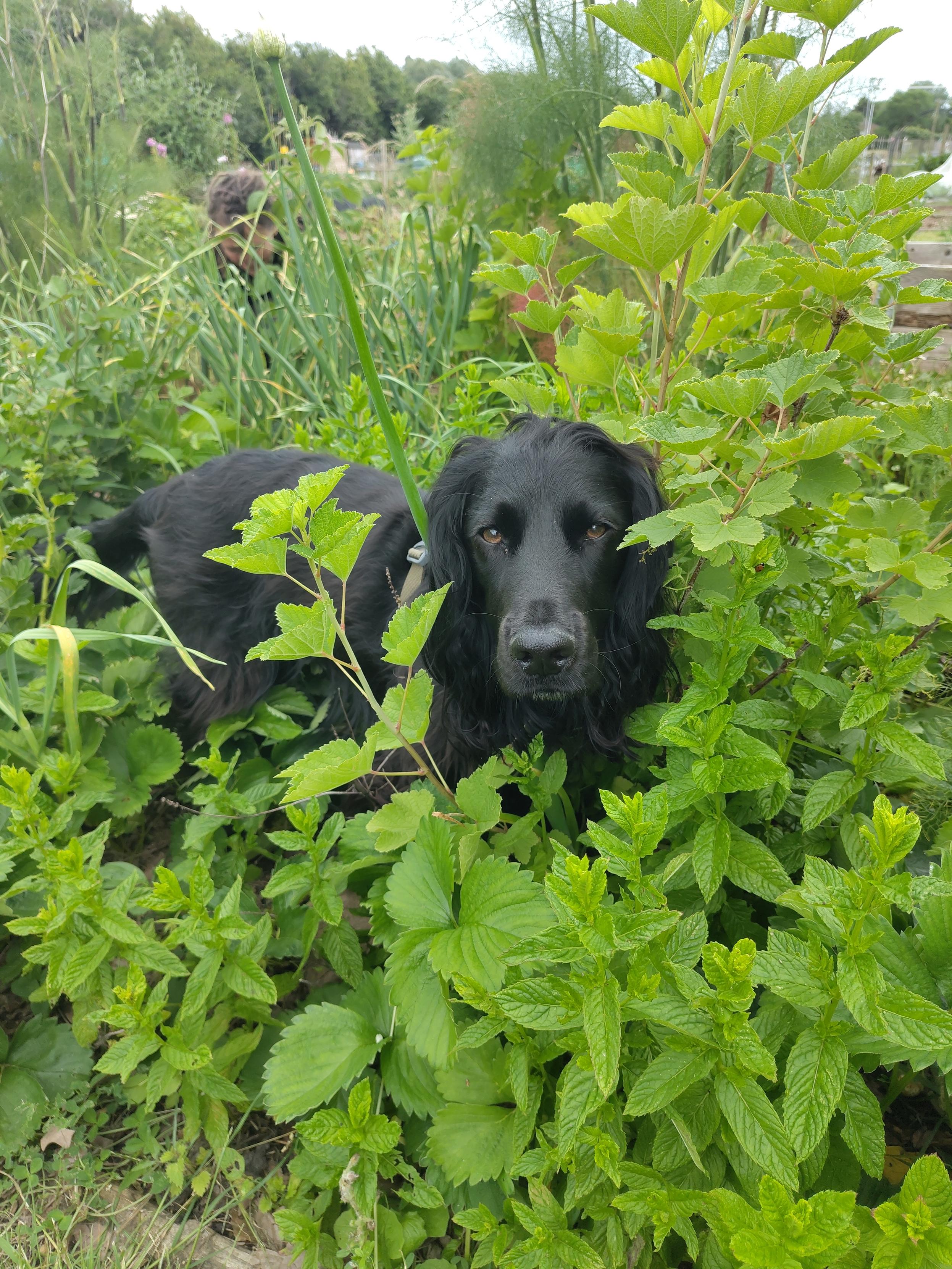 A black cocker spaniel standing in an allotment bed surrounded by mint, currant bushes and strawberry plants. He does not know why he's there.
