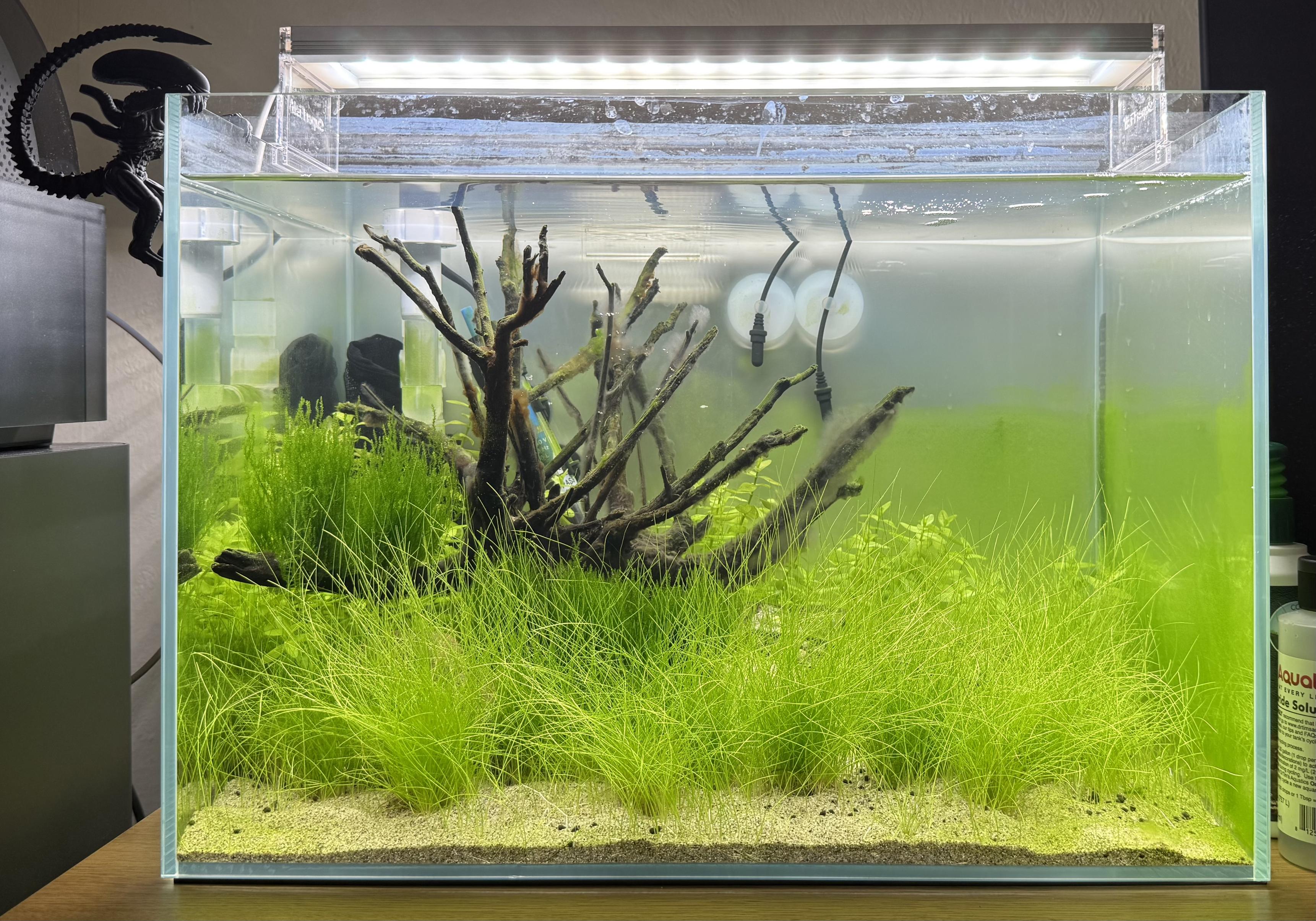 A 45-litre planted aquarium photographed from the front this evening. A dense carpet of bright green dwarf hairgrass covers the foreground, with taller bushy plants on the left. A piece of branching spiderwood rises from the centre as the hardscape focal point, with moss growing on it. The substrate is pale sand. An LED light bar sits on top, and the side and back glass have a green film of algae. A black Alien figure perches on the tank's top-left corner.