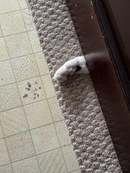 Photo of a cat paw sticking out from under some furniture — waiting for an unsuspecting victim to come along. Those toes beans are decoy beans which can deploy knives at will. Not to mention where there is one, there are more close by! (still would though)