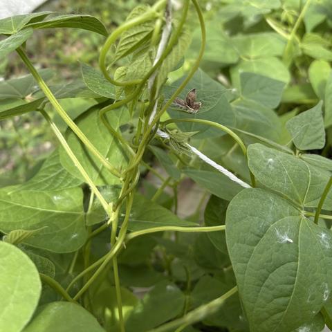 bean vines climbing up a string