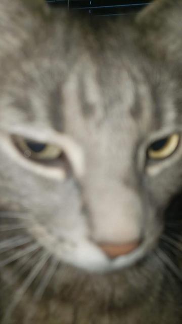 Blurry, close-up photo of a tabby cat's head