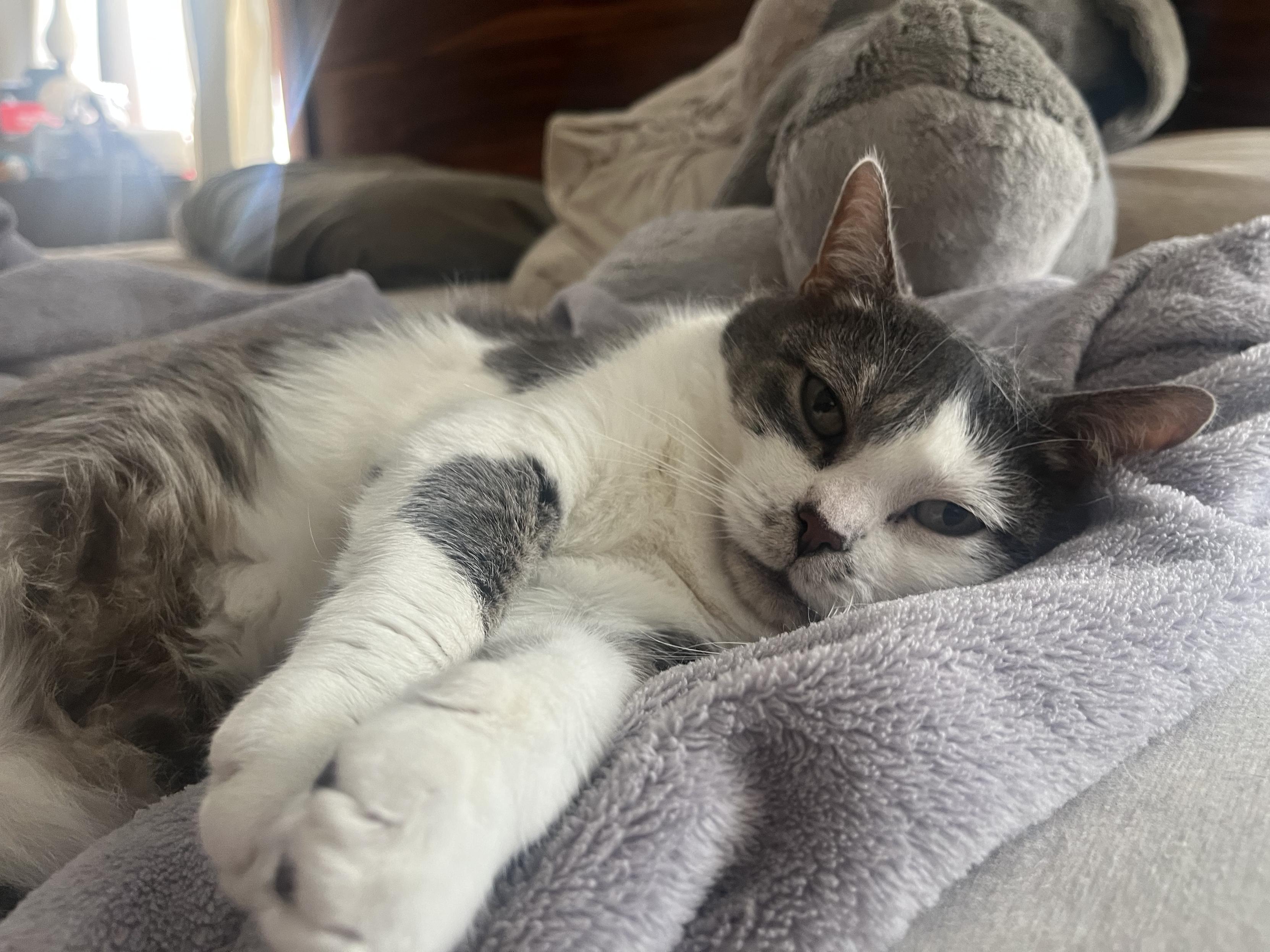 Close up of a grey and white cat sprawled out on a rumpled blanket