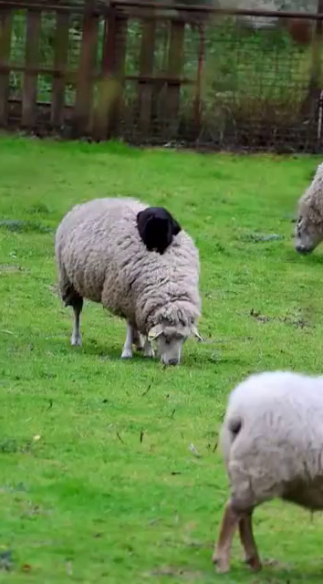 Video of a black laying on top of a wooly sheep who is grazing in some grass.