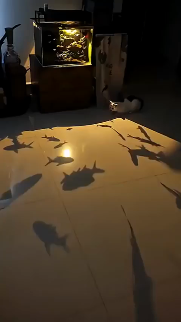 Video of a cat trying to catch the shadows of the fish in the aquarium nearby, which are casting long shadows on the floor inside a house. The kitty is quite interested in the shadow fishies, but alas, cannot quite get them.