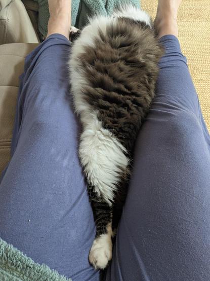 Photo by u/anotherlovelysunrise of their fluffy blacl & white cat, Murphy, laying between the human's legs in such a way that it looks like a just a drumstick. Only one back paw, stretched out straight, and a mount of fluff can be seen, as the front part of the kitty is leaning off the couch.