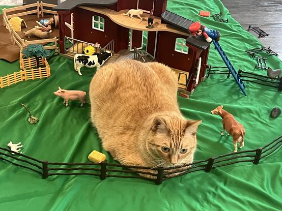 Photo by u/Available-Log3771 of their orange cat loafing inside a fenced in area for a toy farm house set. There is a green sheet for the field, several farm animal toys, and even a mario face down on the barn roof by a ladder.