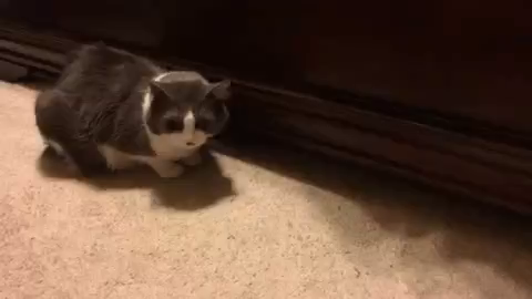 Video of a cat loafing by some drawings when a human off screen slowly places a treat on the floor in front of them. A cat paw from the hodden orange cat underneath the drawers, however, quickly yoinks the treat while the first kitty just watches