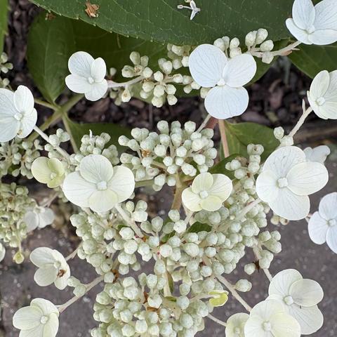 cluster of small white flowers, some unopened 