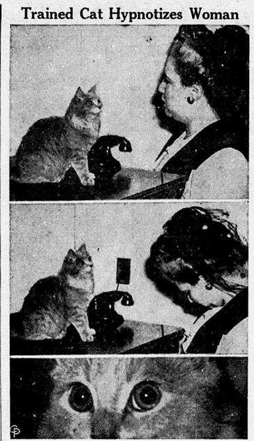 Old newspaper or tabloid clipping titled "Trained Cat Hypnotizes Woman" with three black & white photos. The first shows a woman looking at a cat who's on a table next to a rotary phone. The second shows the cat still staring at her, but the woman's head down, showing that she is asleep. The last photo is a close-up of the cat looking at the camera, letting you know you're next...