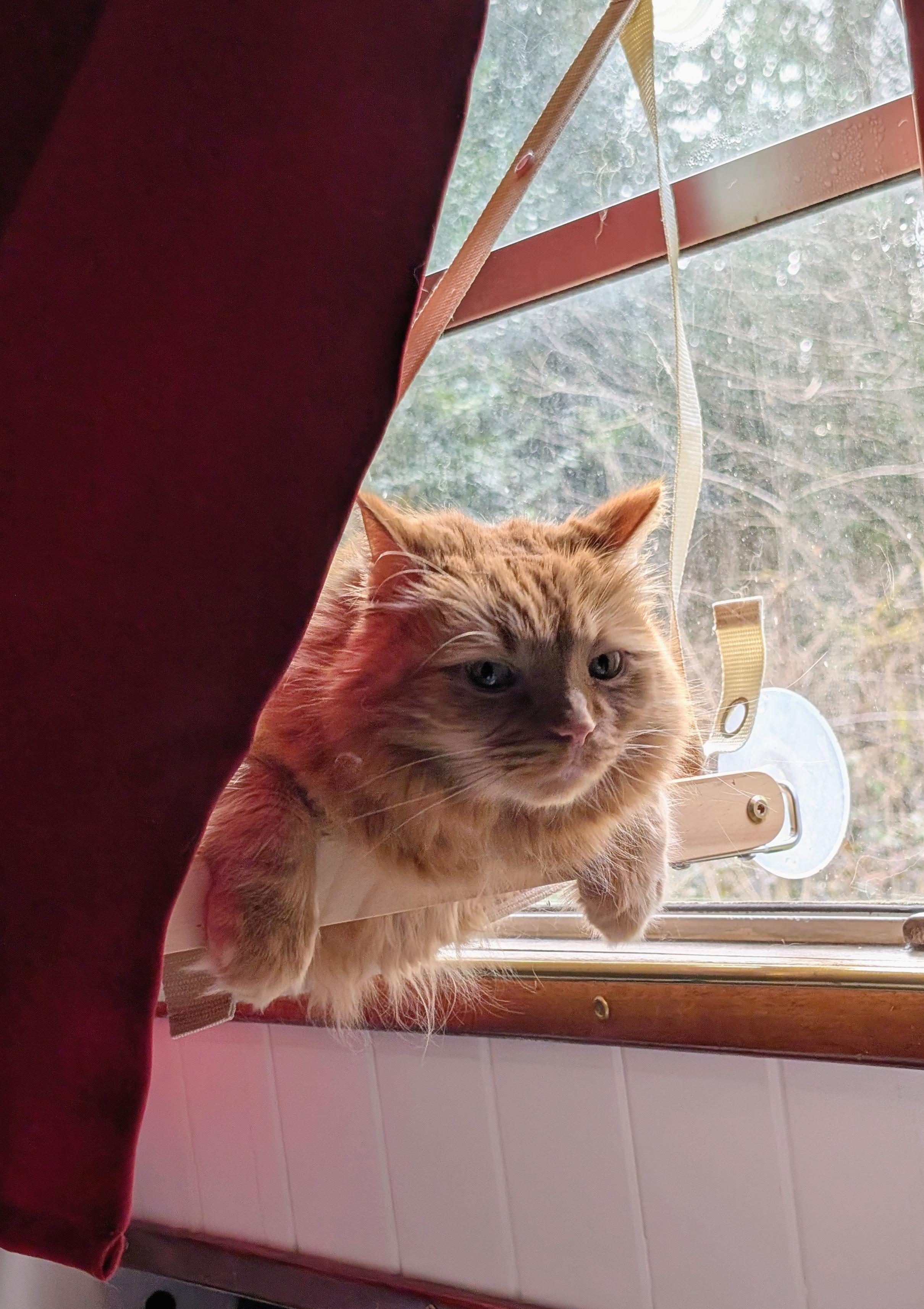 Orange cat on a window bed with his hair sticking out the bottom.