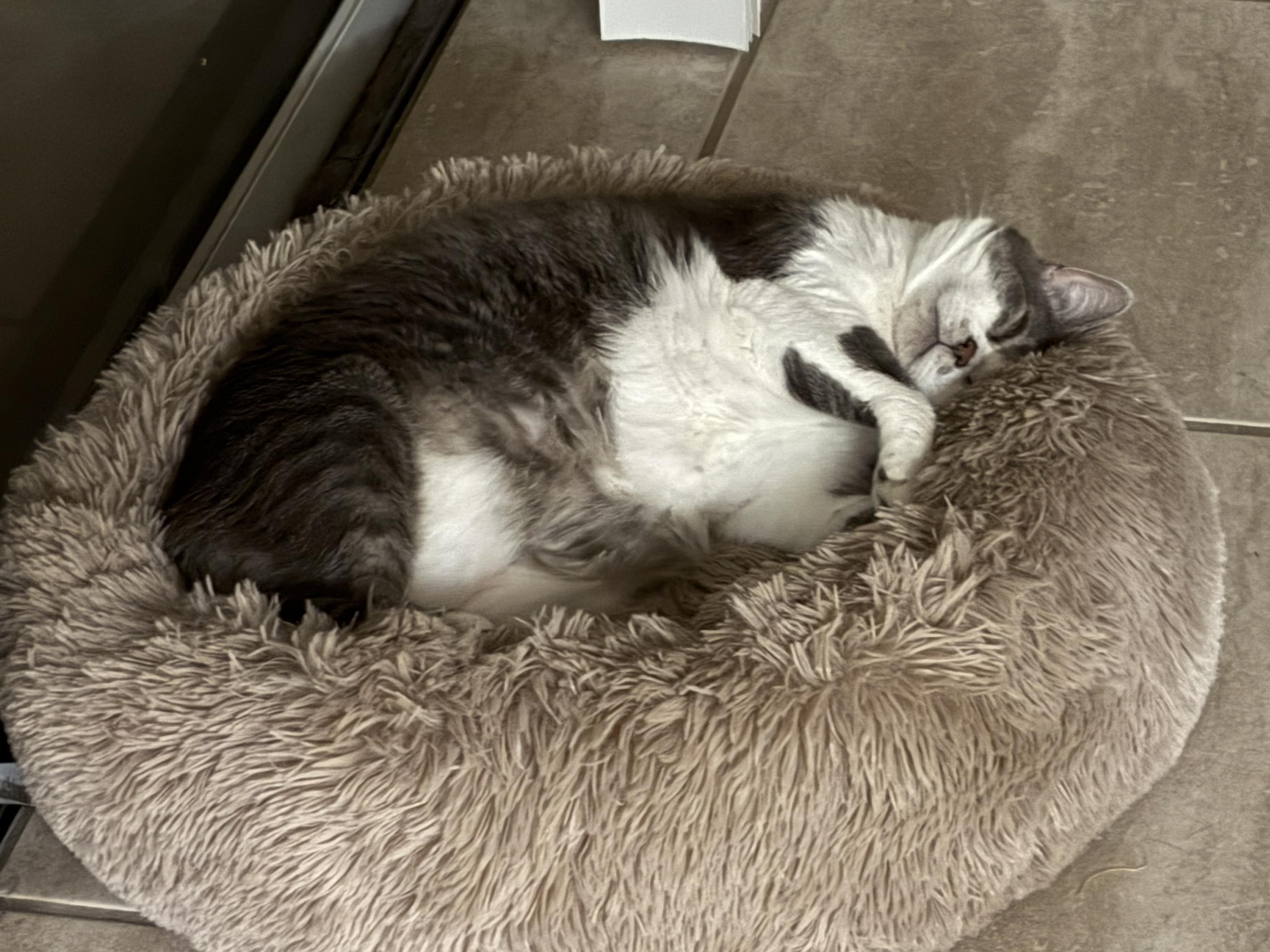 Grey and white cat, sleeping in a relaxed posture on a round tan shag cat bed which sits on a similarly colored tile floor
