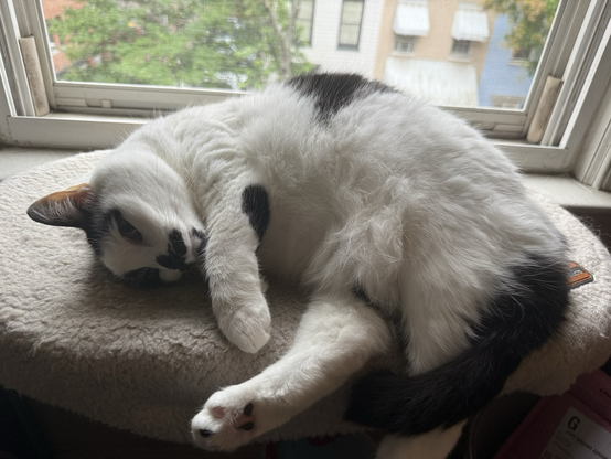 My sweet little cat who sits beside me on a cat ledge while I work.
