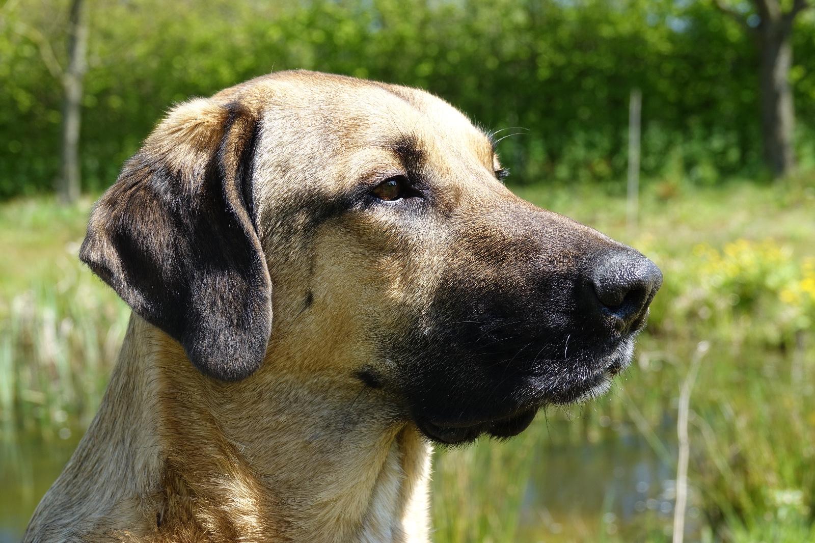 Foto van een lichtbruine kort-harige hond met zwarte bek in een weiland met een wazige heg in de verte.