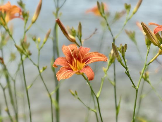 Orange flower with others flowers and water in the background 
