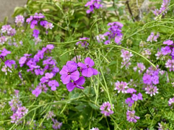 Pink flowers