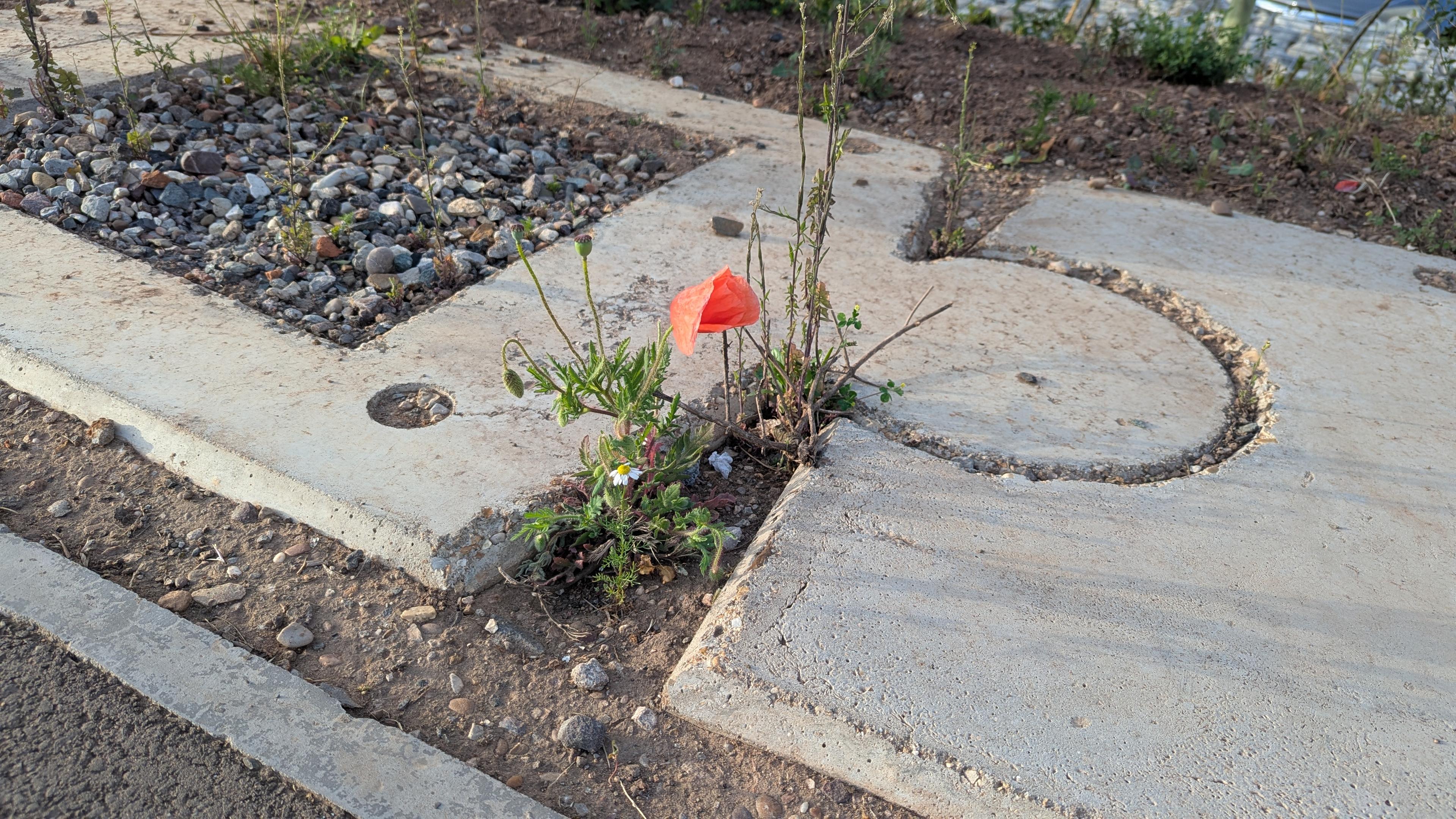 Two paving slabs interlocked, with rough soil and stones around them and a single brave red poppy growing through a crack