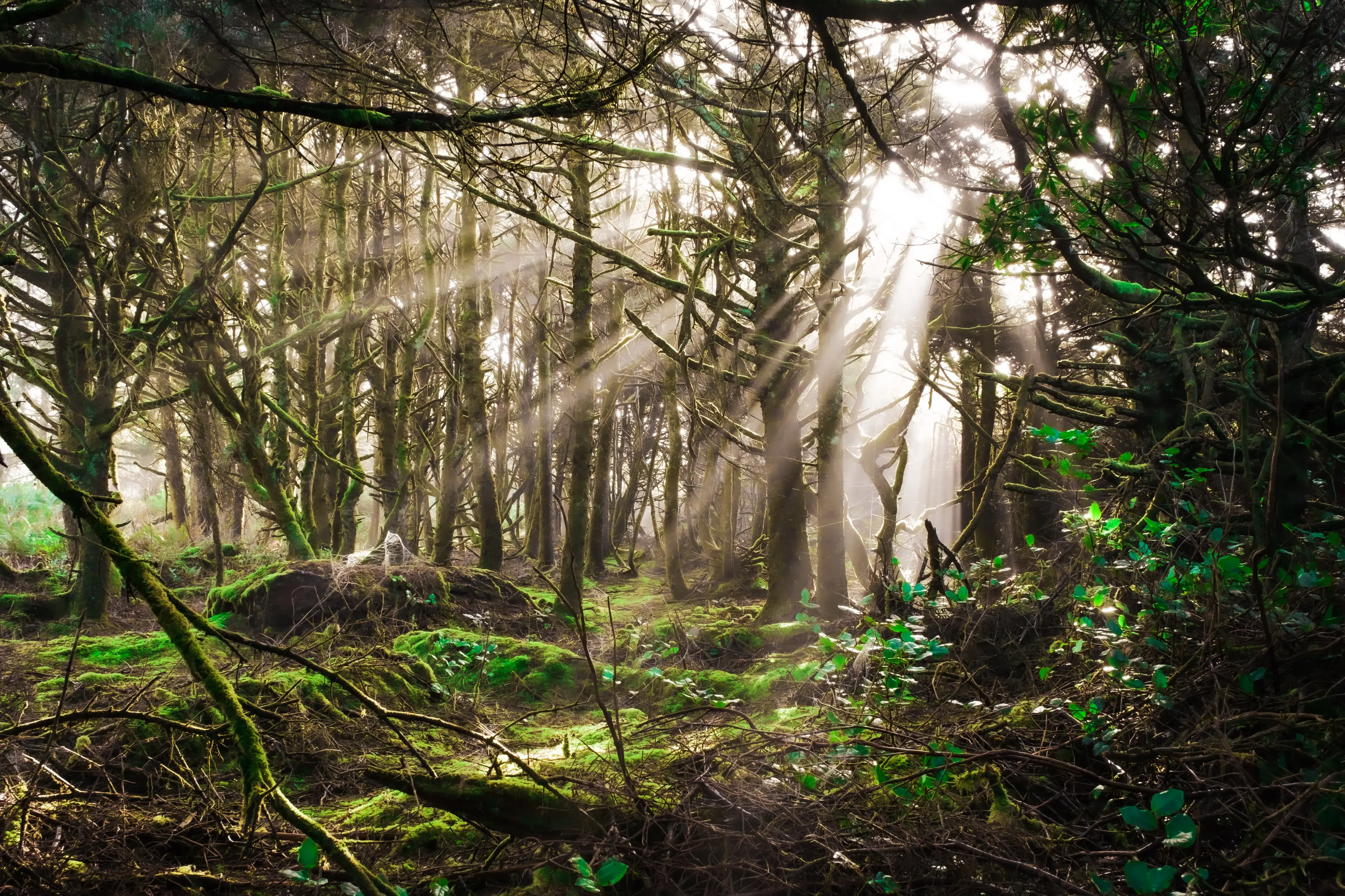 glowing light pours into a misty green forest on the Oregon coast