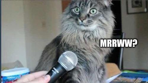 Photo of someone holding a microphone up to a long haired cat while it looks at them, questioningly.

MRRWW?