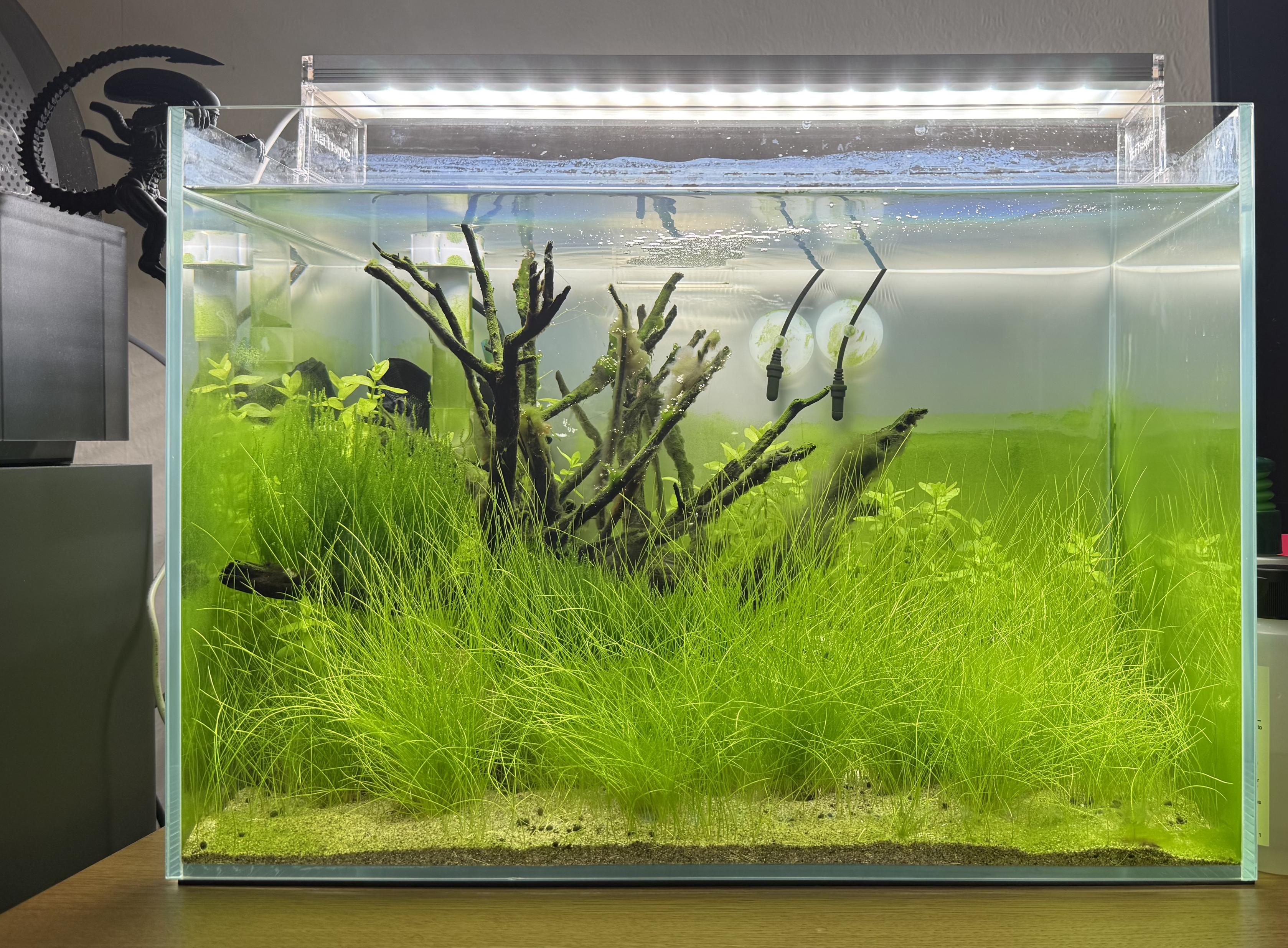 The planted aquarium from earlier posts photographed straight-on with a Xenomorph Alien figurine perched on top of a cabinet to the left. The tank has a bright LED bar light and is filled with a dense carpet of tall, vivid green hairgrass covering most of the foreground. A branching piece of dark spider wood rises from the center, draped with some algae and moss, surrounded by smaller stem plants.