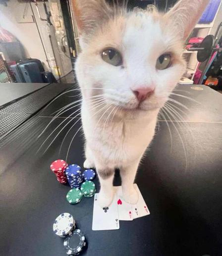 Photo of a white cat with a smirk on its face standing on 4 Aces next to a bunch of casino chips while on top of a ping-pong table.