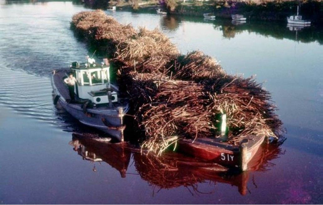 Photo of MV Beardmore  towing, or rather pushing, a huge long barge of harvested sugar cane.
