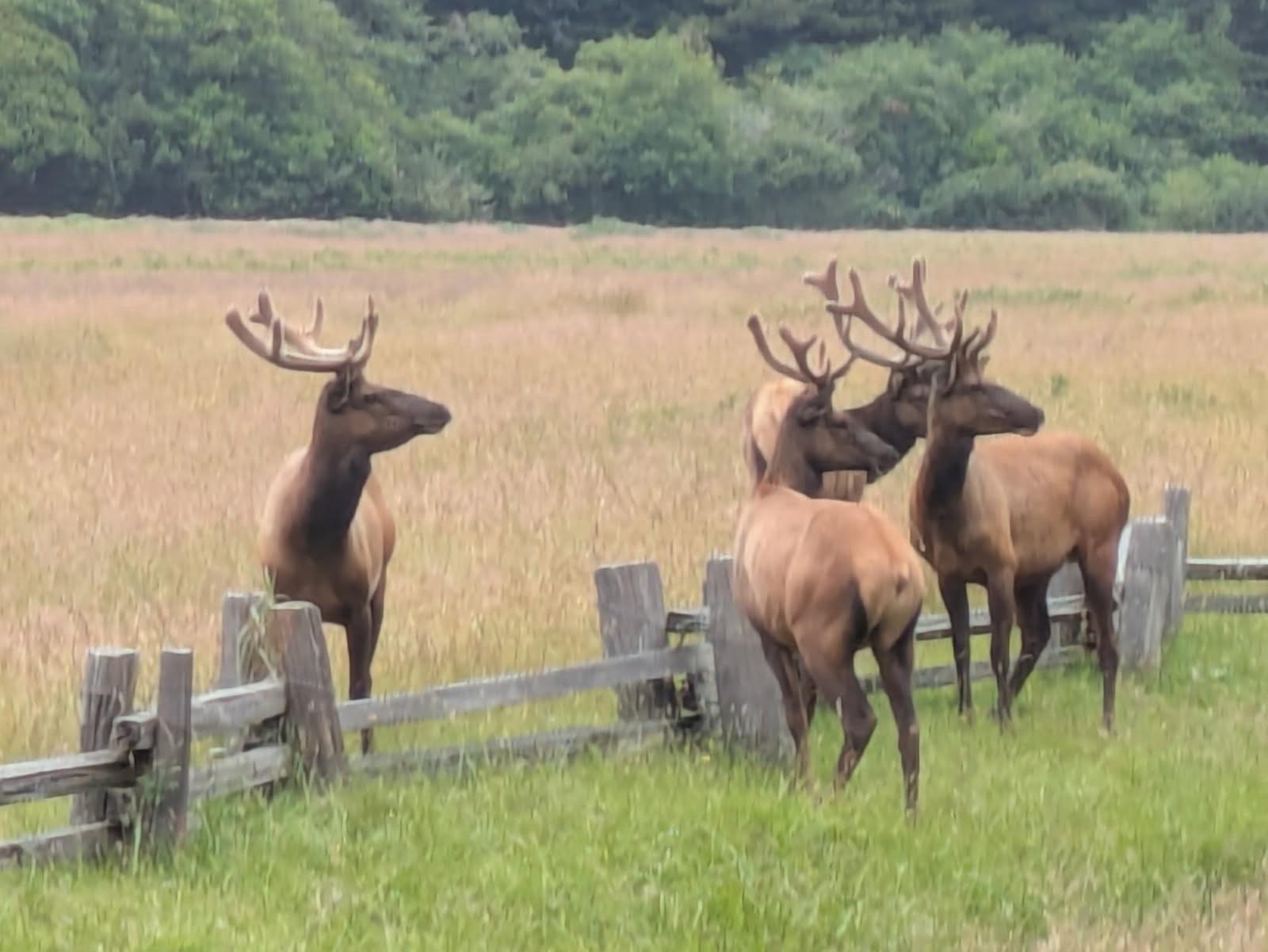 A group of elk along a fence line all staring to the right