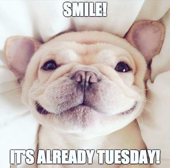 Pic of a lil puppys head/face as it lays on a pillow looking into the lens with a smile.
Text top:
Smile!
Text bottom:
It's already Tuesday!