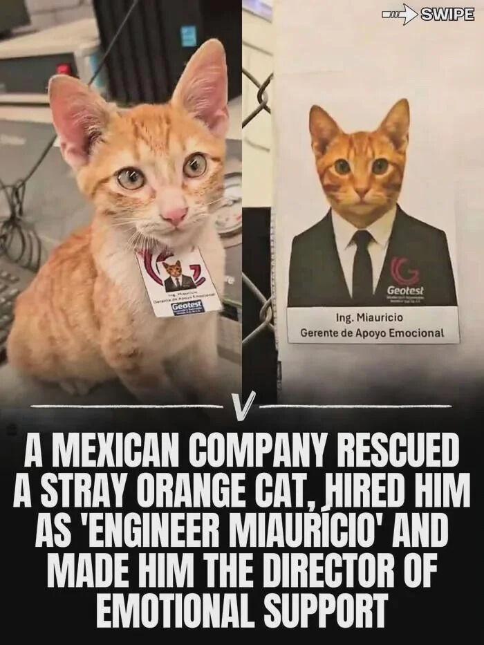 A humorous image of a light orange tabby cat with a name tag on the left, and an edited version with a human face in a suit on the right, labeled as 'Engineer Miaúricio,' Director of Emotional Support.

Transcribed Text:

A MEXICAN COMPANY RESCUED A STRAY ORANGE CAT, HIRED HIM AS 'ENGINEER MIAURICIO' AND MADE HIM THE DIRECTOR OF EMOTIONAL SUPPORT.