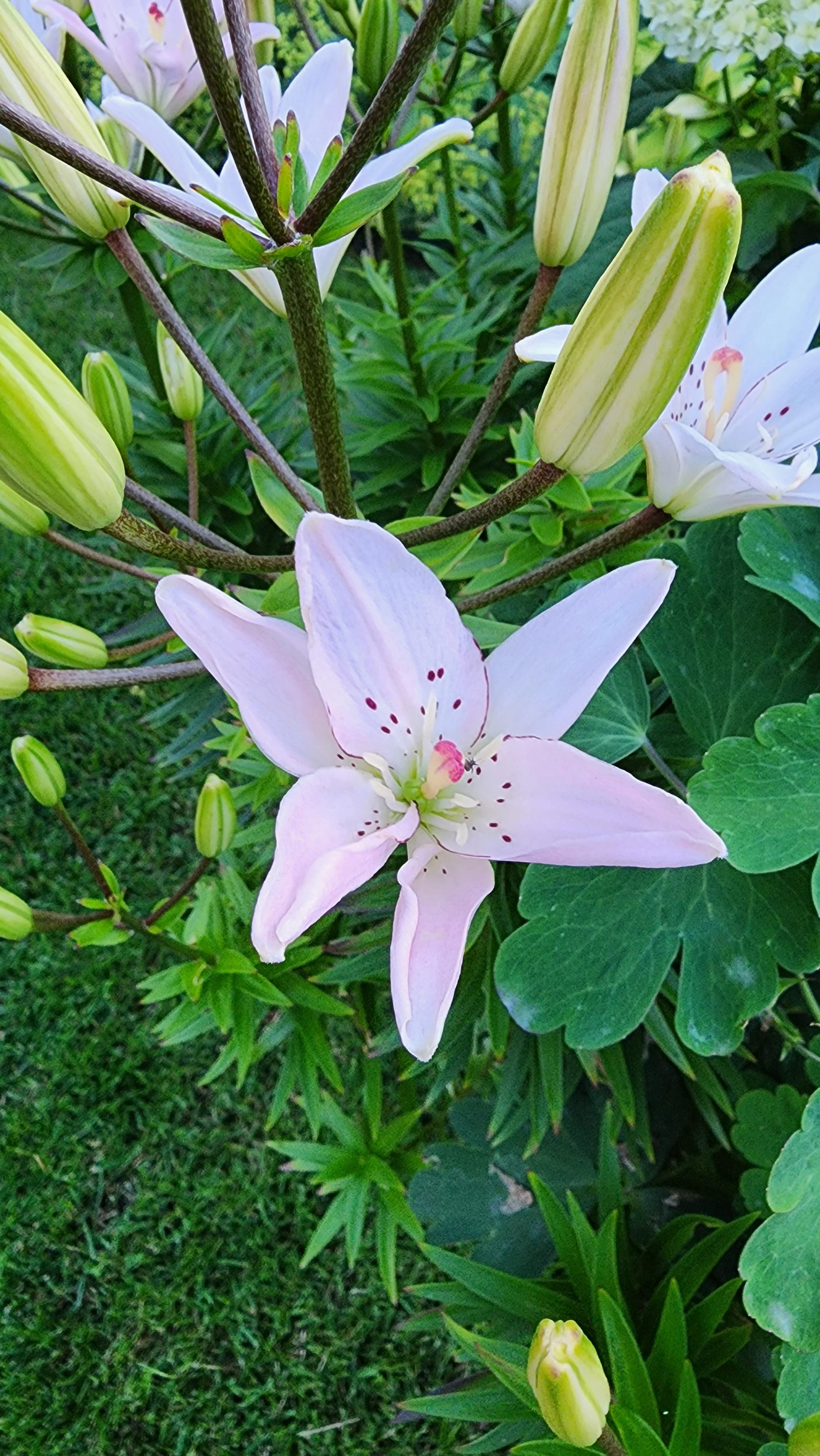 Asiatic Lilly. Light pink petals against green foliage.