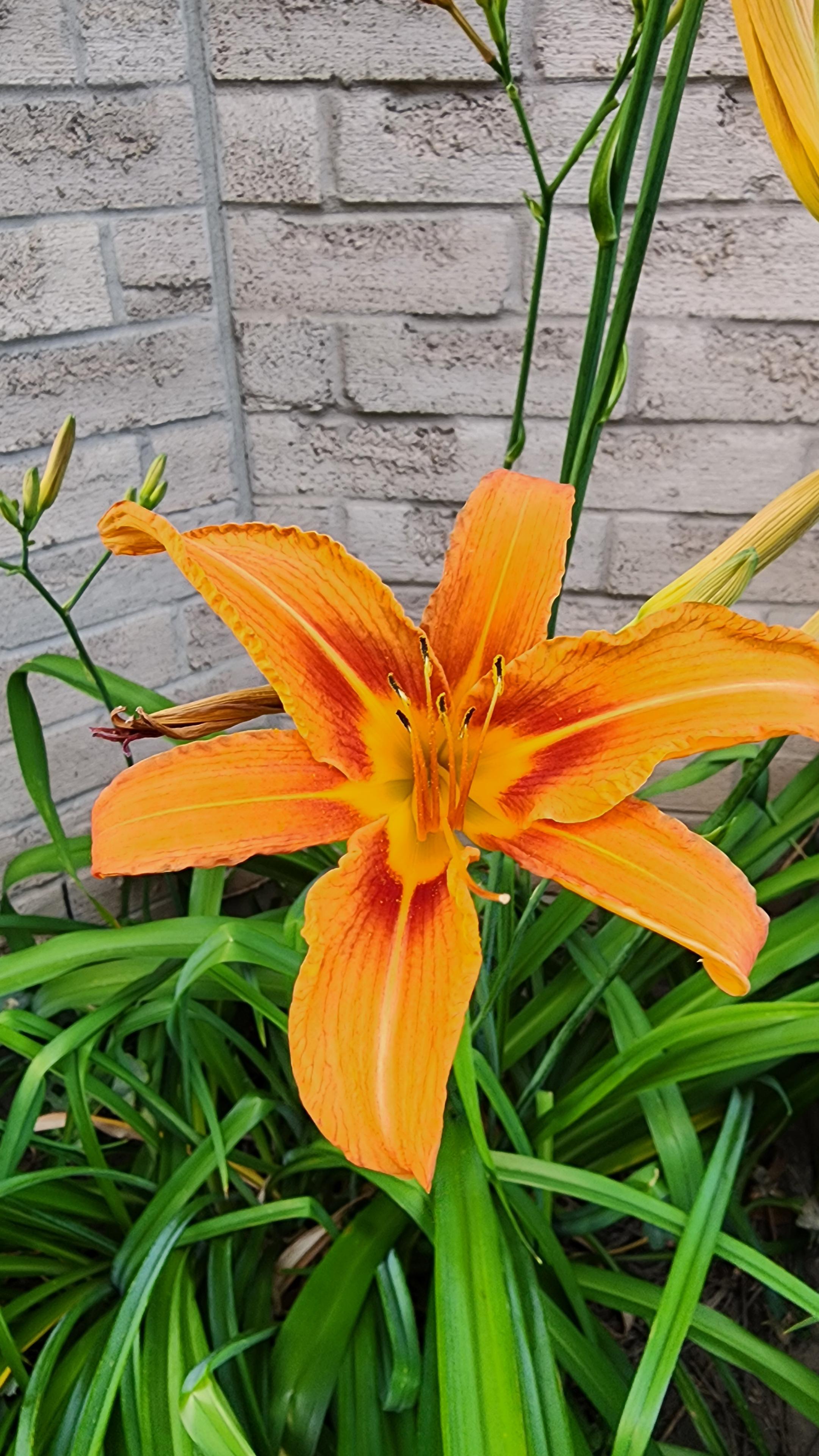 Orange daylilly flower against the backdrop of light grey brick wall.