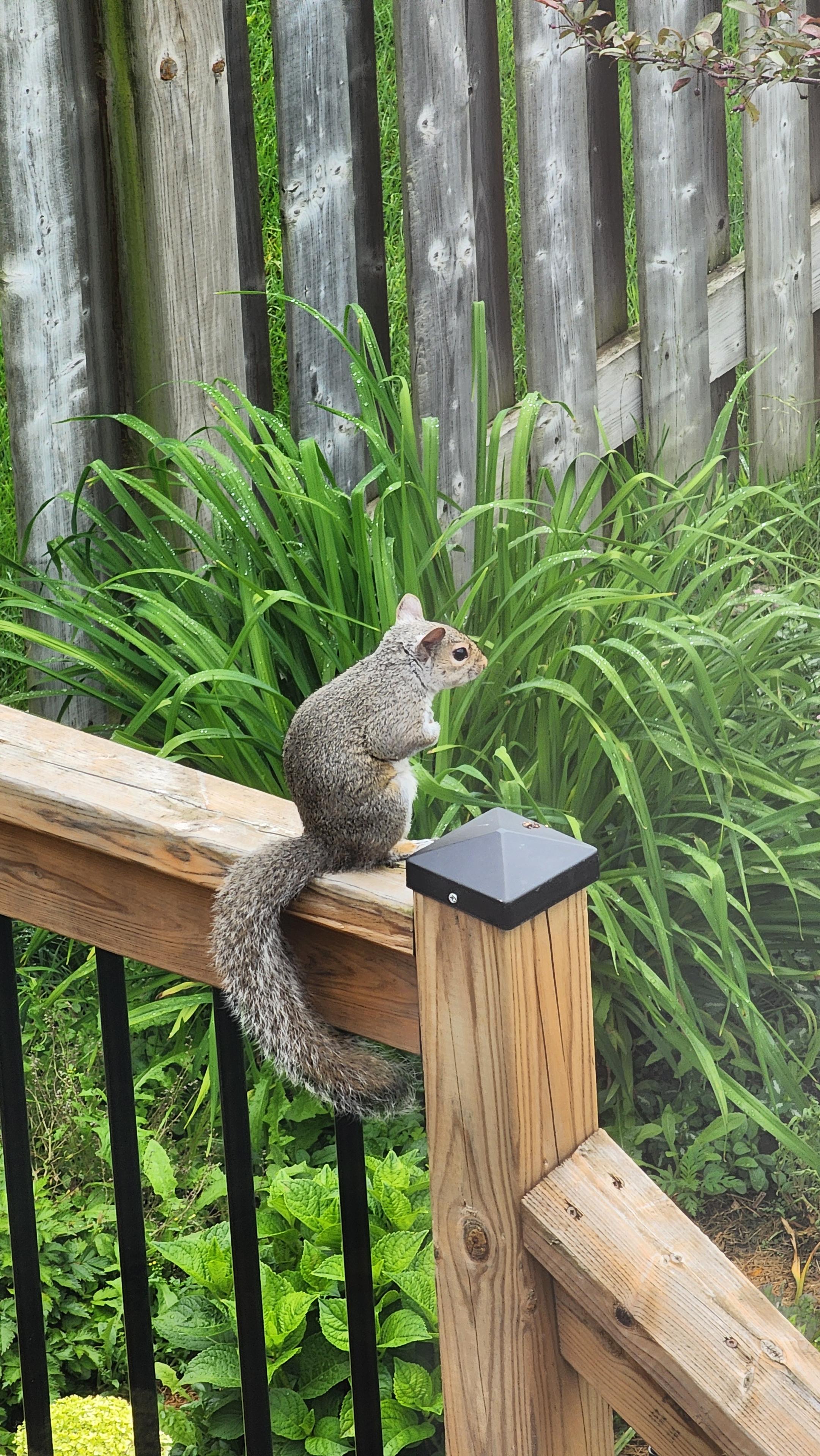 Common gray north american squirrel sitting on deck railing looking at garden below. Squirrel is sitting on ots hind legs with its tail hanging down from railing and looks like its surveying the garden.