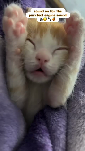 Video by salty_namac of their cute orange and white kitten sleeping in a blanket, paws up, while purring up a storm. Caption at the top is

sound on for the 
purrfect engine sound