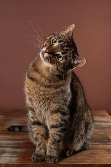 Photo of a tabby cat sitting and tilting its head while looking at something off screen. Sometimes you got to tilt the noggin to get it better connection.