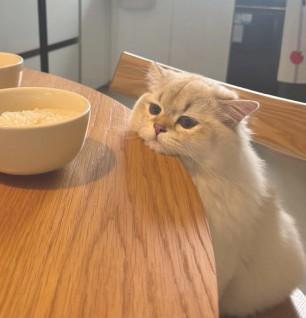 Photo of a fluffy white cat sitting in a kitchen chair while resting its chin on a table, mere centimeters away from some human food in a bowl.