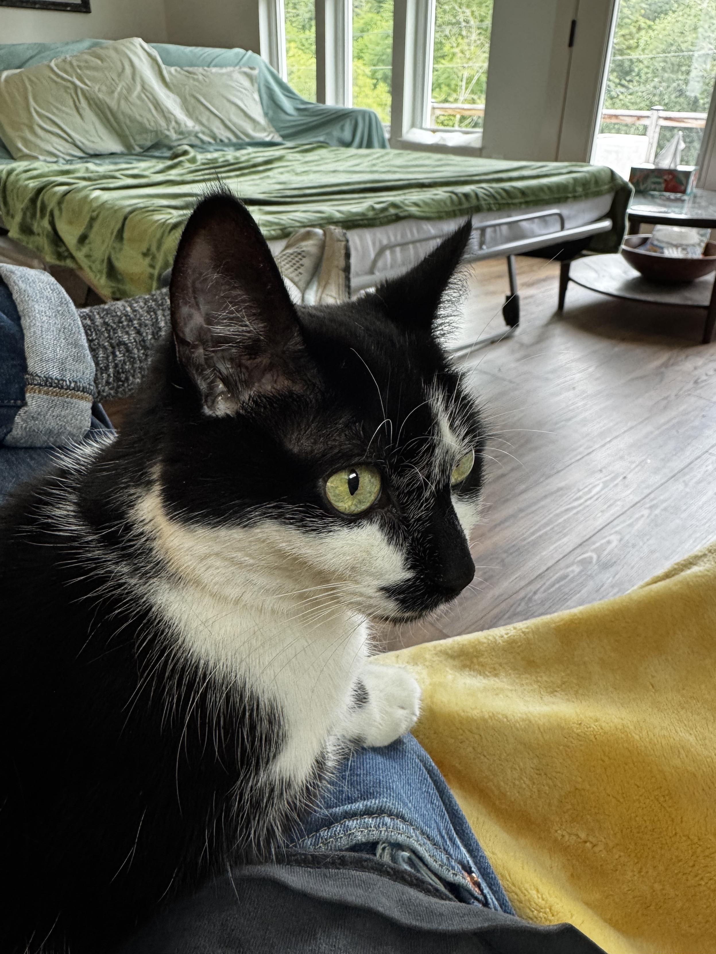 Black and white cat on lap in a bright room.