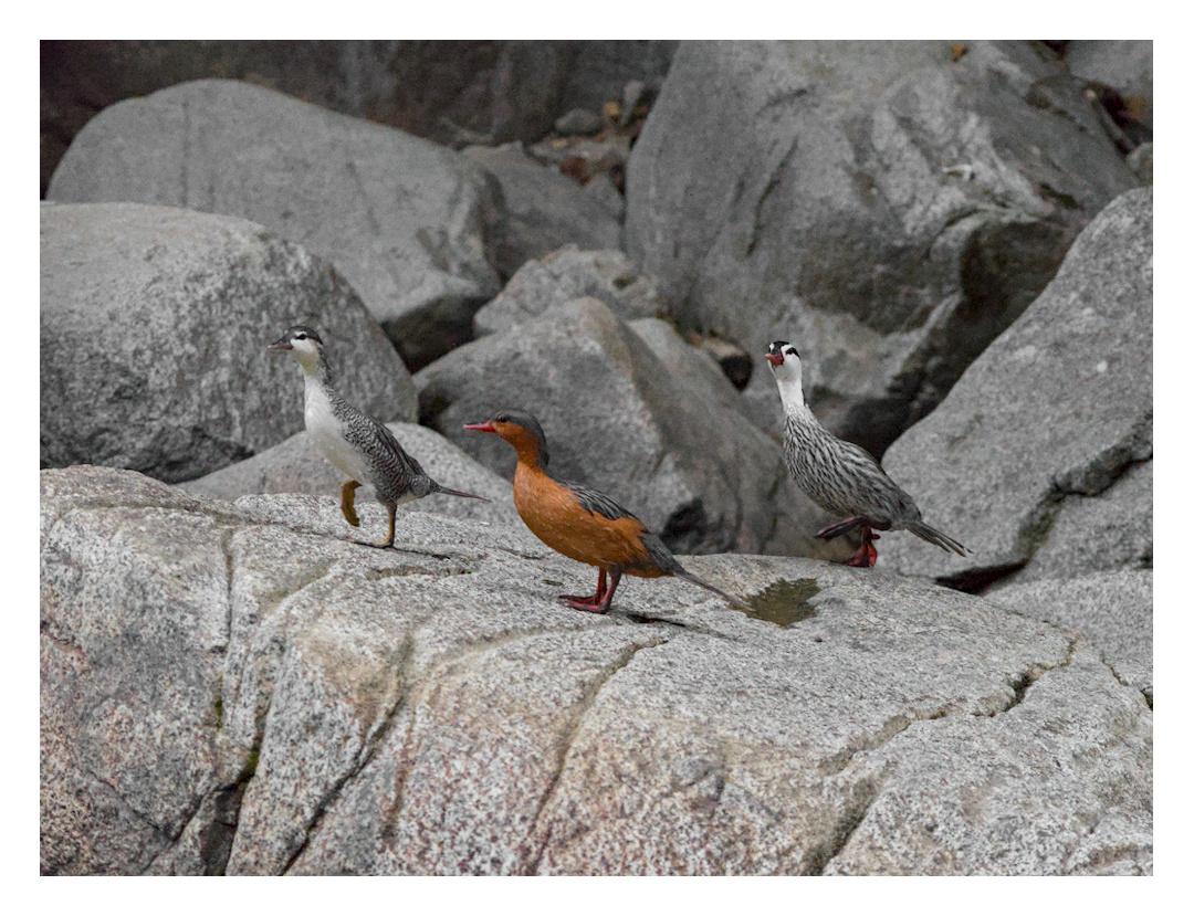 A photograph of three torrent ducks on a big river boulder (the river itself is not visible in this image). On the left is a male juvenile, he has a black beak, white face and underparts; his back is speckled black and white. He is photographed mid-step with one of his foot up in the air. On the right is the adult male, his beak is red, his face white, but both the underparts and sides are streaked (rather than speckled) black and white. He, too, is photographed midstep with one foot dangling in the air. 
In front of the two males, in the middle of the image is the momma duck (a female). She is standing still, she has a red beak, grey head and wings and rusty underparts. She looks frankly fabulous. 
The overall impression of that of female calm and strength, while the males seem disoriented and somewhat silly. In real life, it was indeed the female that was leading the three of them up the river.