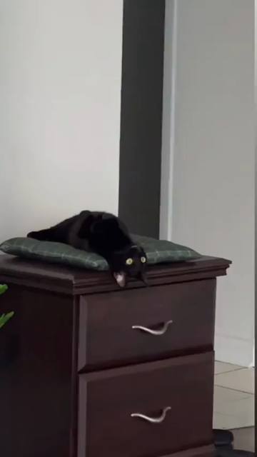 Video of a black cat laying straight on its back on a pillow of a night stand while just looking around the room upsidedown. The void kitty is quite relaxed and won't be getting up anytime soon (minus extra snacks). Nearby a house plant, some flip-flops, and part of a painting of the same black cat sitting on a toilet (the royal throne) can be seen.