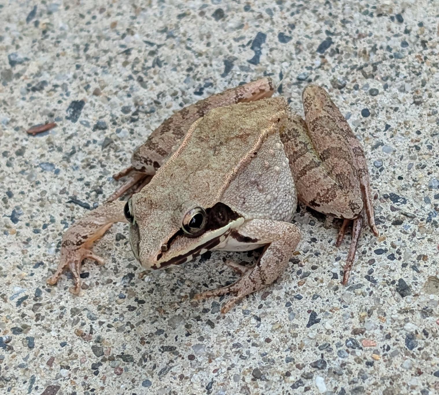 A frog on a sidewalk. It has a band running across its eye that looks like a mask.