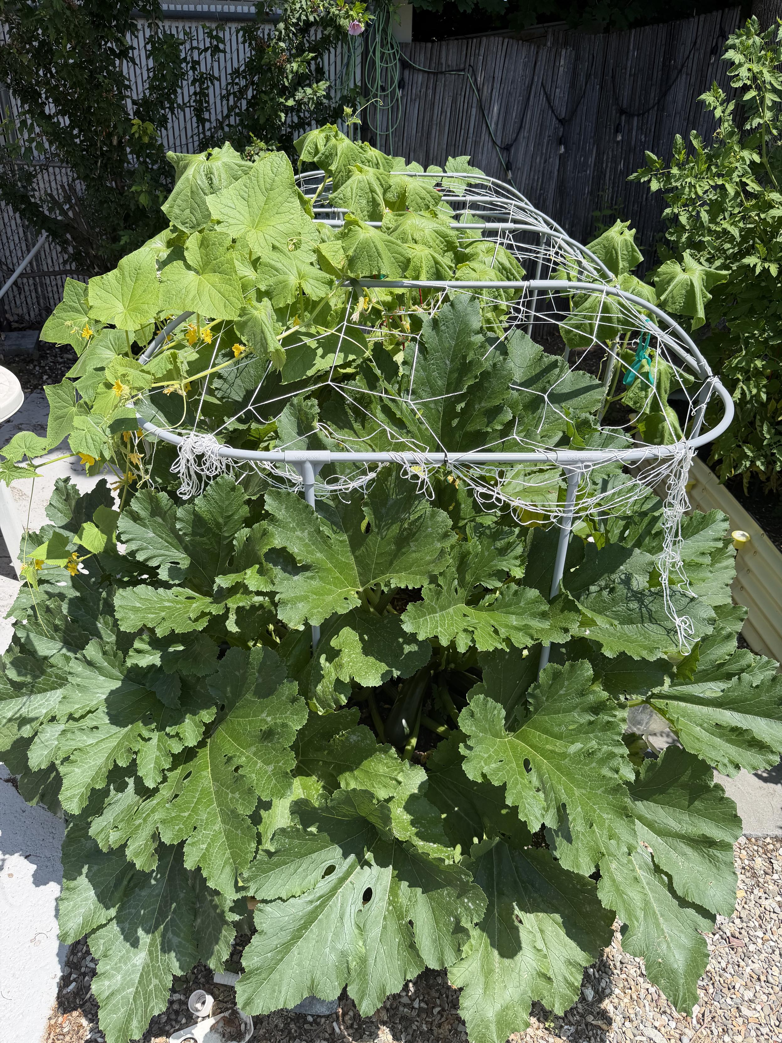 Cucumber and zucchini