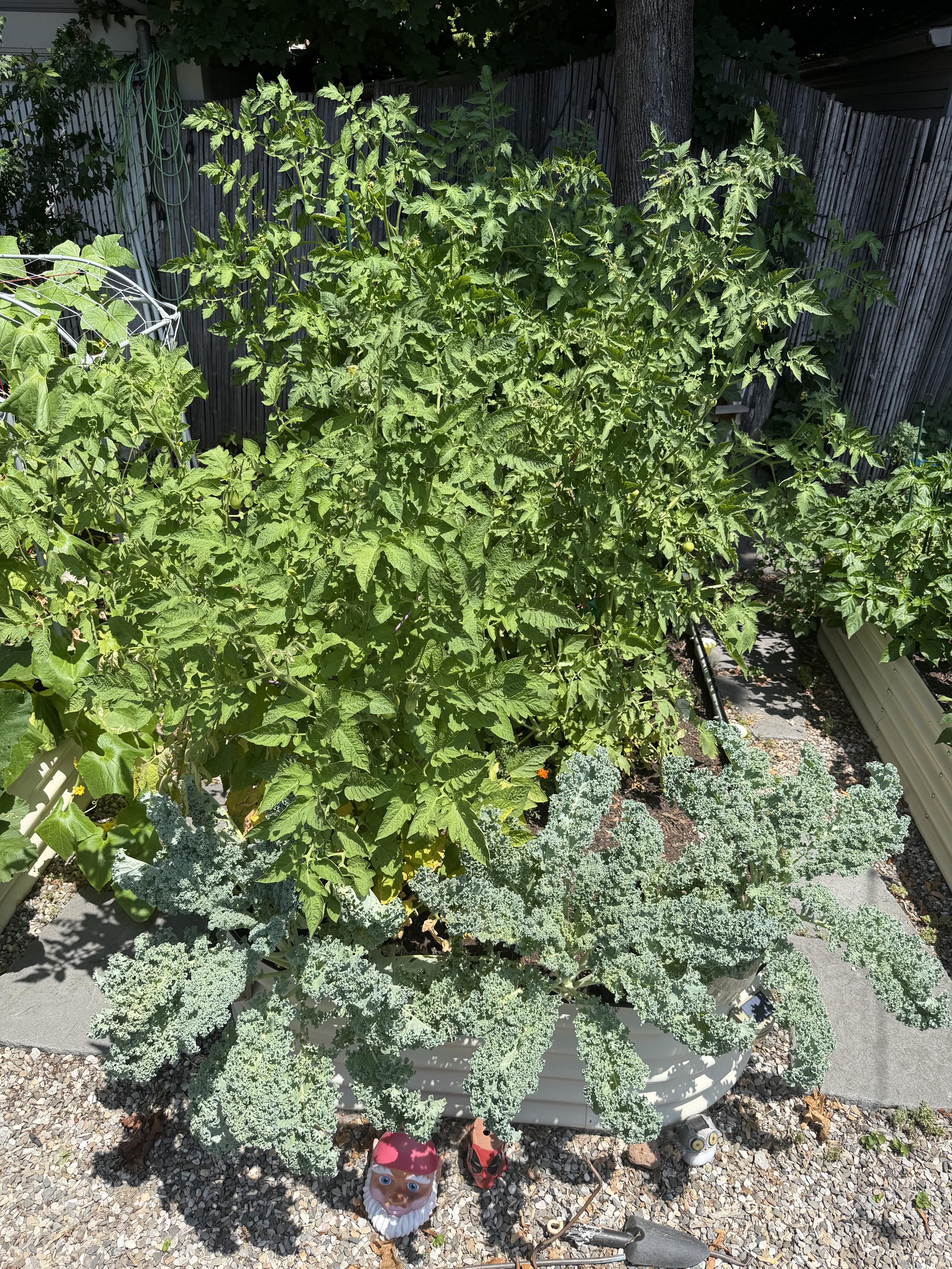 Tomatoes and Kale